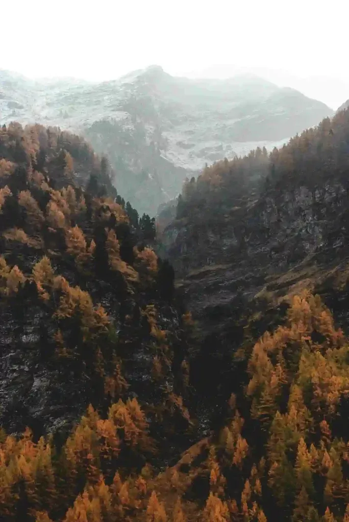 Herbstlicher Bergwald in Tirol