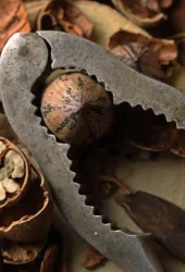 pecan-nut-9218708_1280